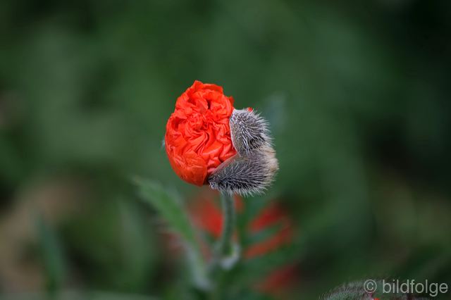 _mg_9899.jpg