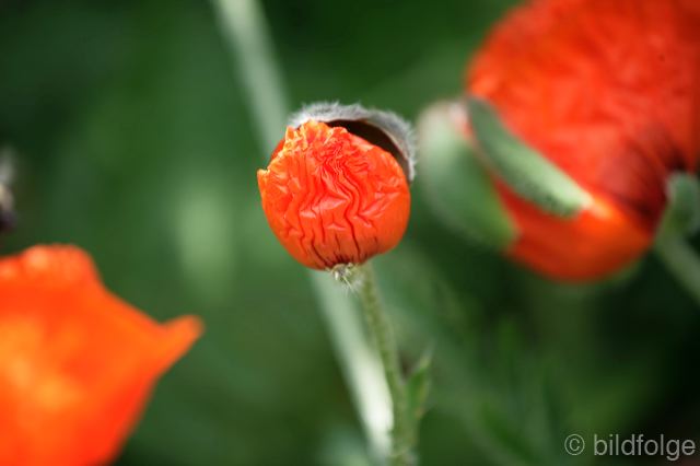 _mg_9906.jpg