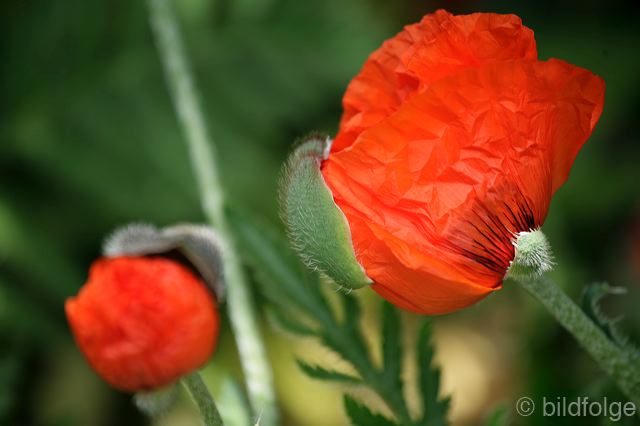 _mg_9908.jpg
