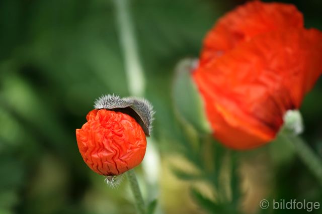 _mg_9909.jpg