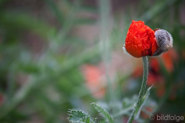 _mg_9911_sp.jpg
