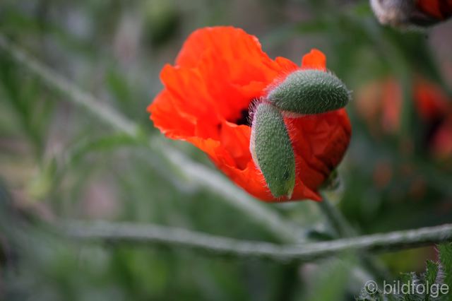 _mg_9914.jpg