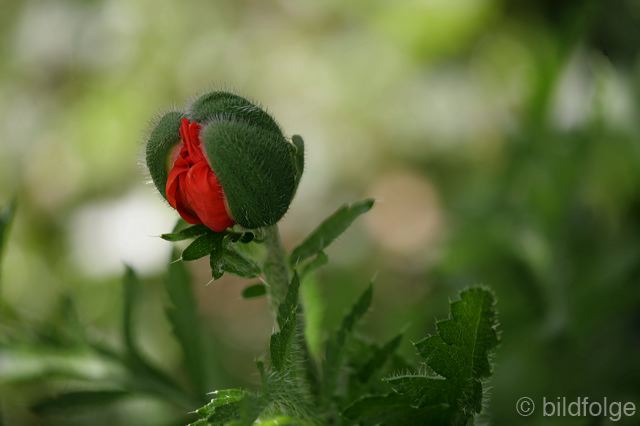 _mg_9920.jpg