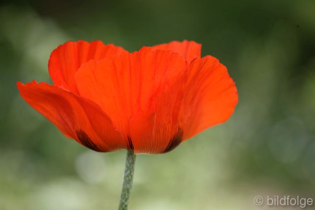 _mg_9924.jpg