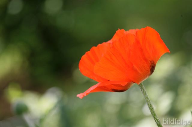 _mg_9925.jpg