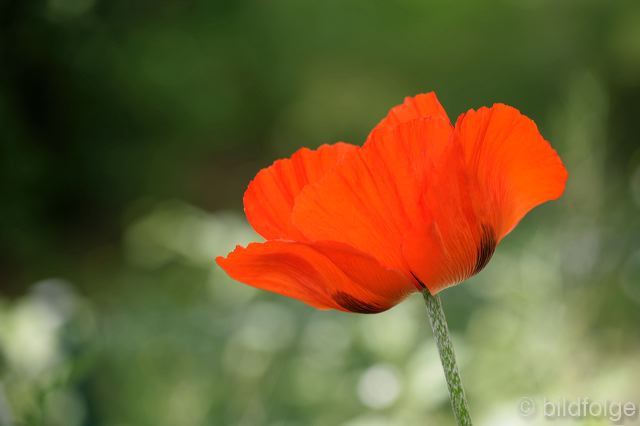 _mg_9926.jpg
