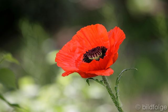 _mg_9927.jpg