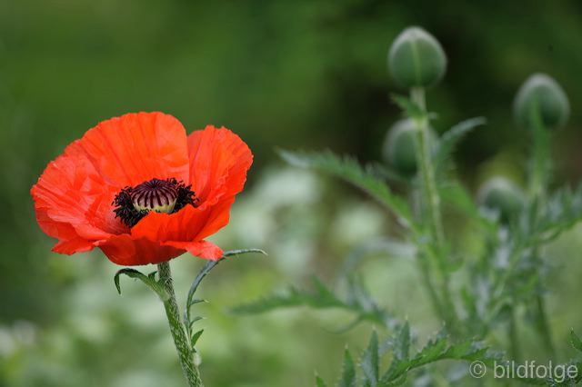 _mg_9929.jpg