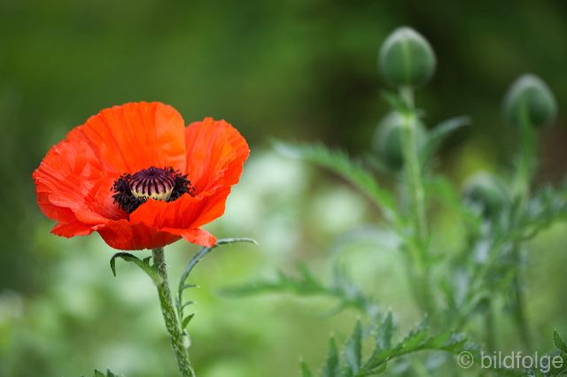 _mg_9930.jpg