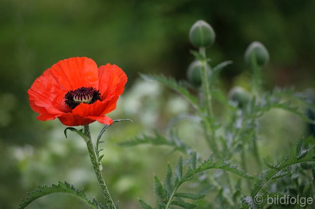 _mg_9931.jpg