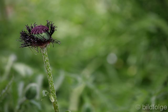 _mg_9933.jpg
