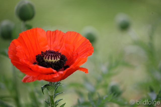 _mg_9934.jpg