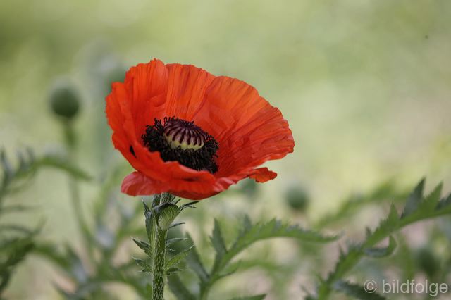_mg_9935.jpg
