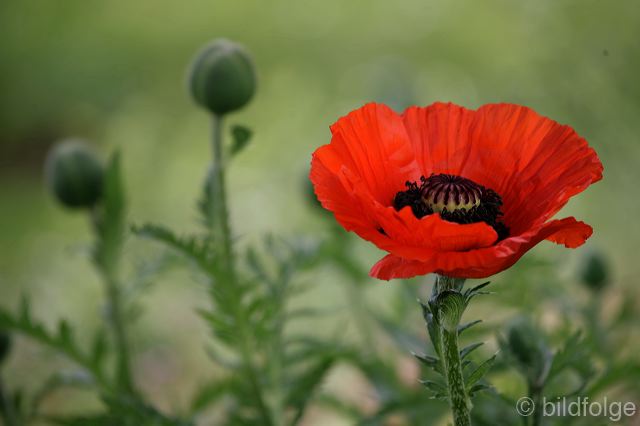 _mg_9936.jpg