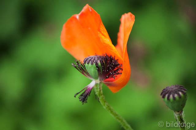 _mg_9939.jpg