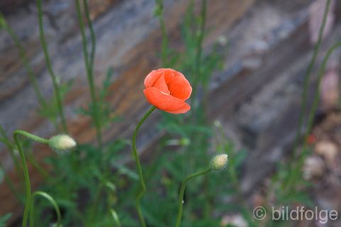 _mg_2077-2.jpg