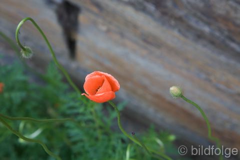 _mg_2080-2.jpg