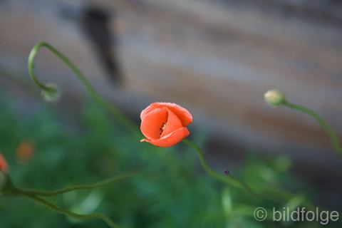 _mg_2081-2.jpg