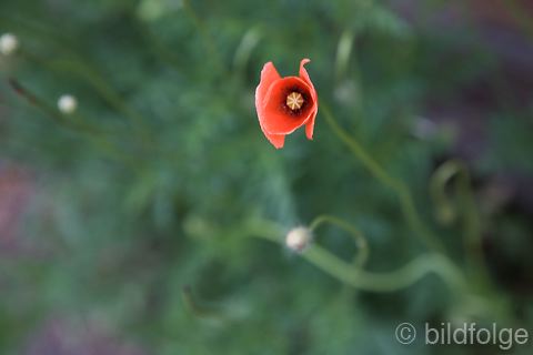 _mg_2082.jpg